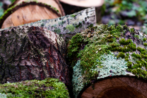 Woodblock