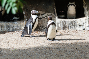 Pinguin in Artis (Amsterdam)
