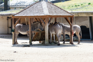 Zebra in Artis (Amsterdam)